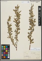 Foto von Salix alba subsp. vitellina (L.) Arcang.